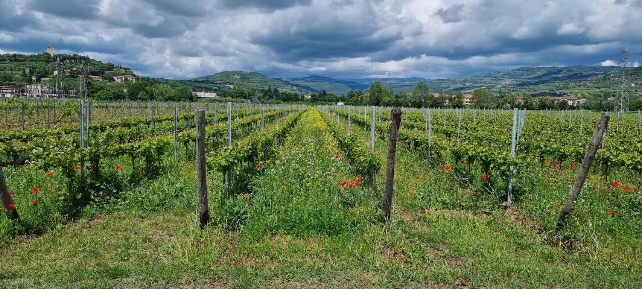Agriturismo Alle Albare Montorio Veronese Экстерьер фото